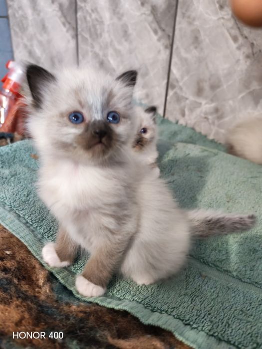 Puiuț de pisică Birmaneză