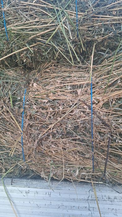 Vând baloti de lucernă