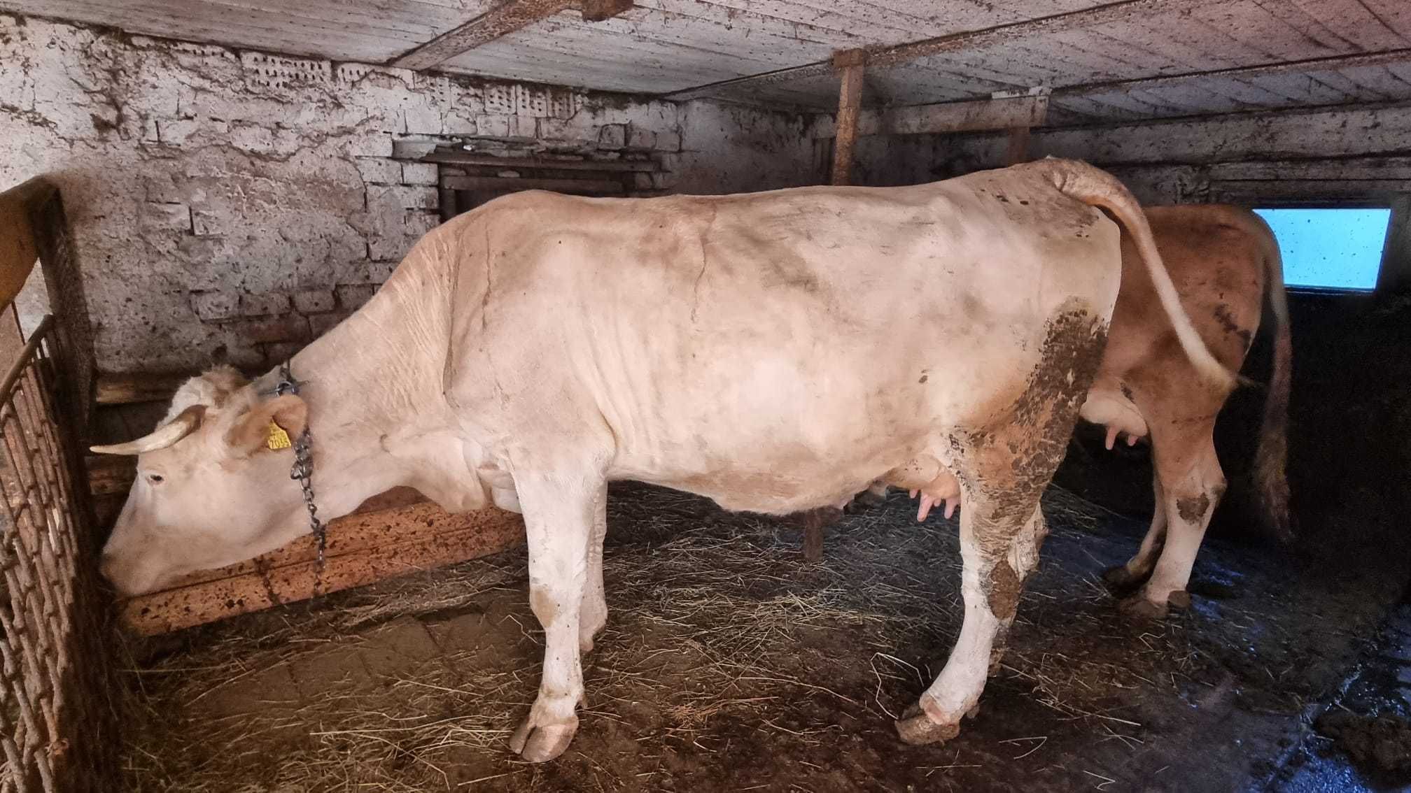 Vaca cu vitea de doua saptamini