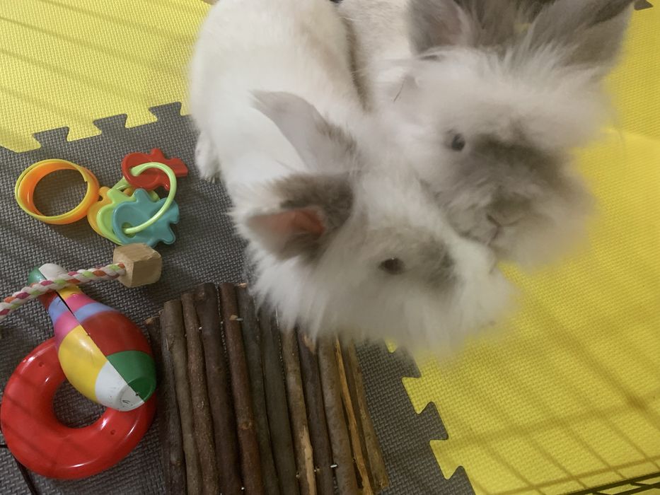 Mă ocup de animale de companie in lipsa stăpânului