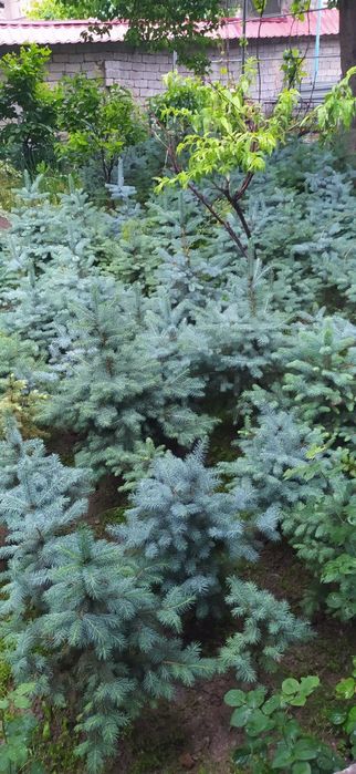 Голубой ель сотилади