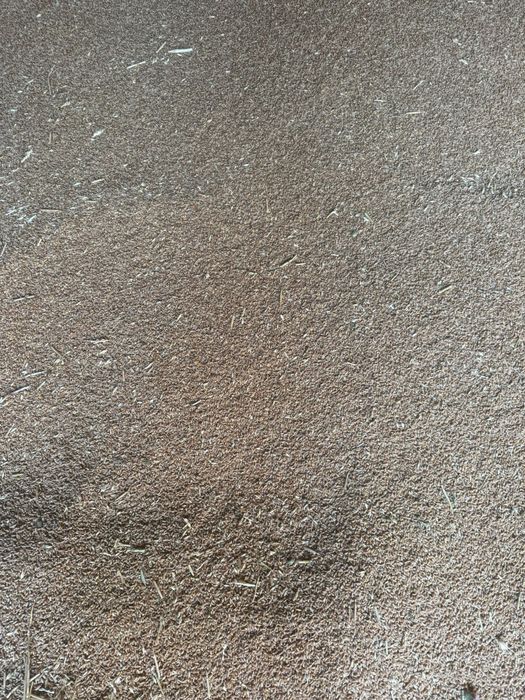 Grâu-Productie Proprie