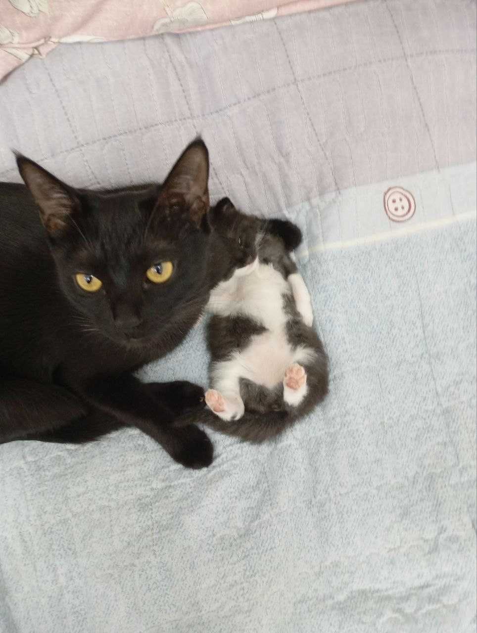 Отдам в хорошие руки кошку