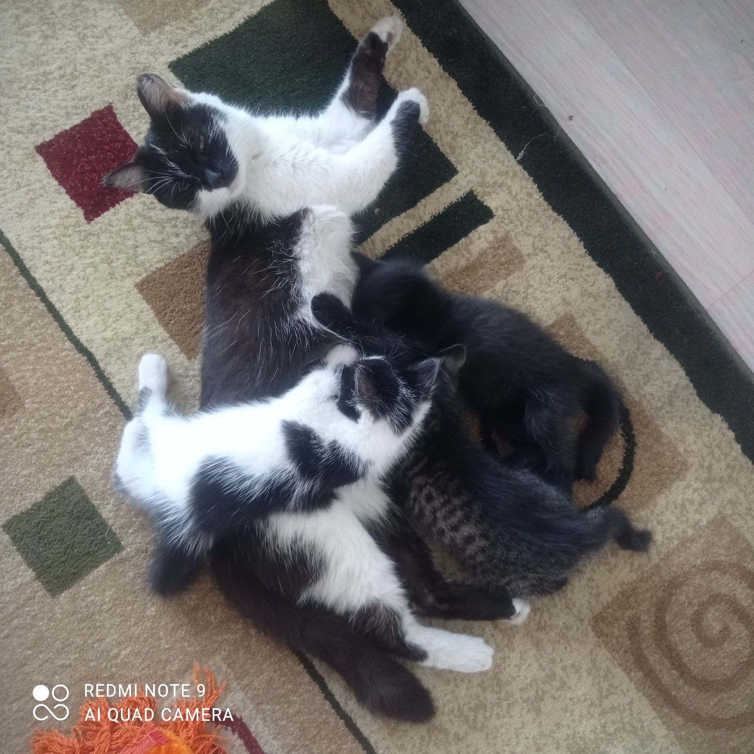 Котята.          .