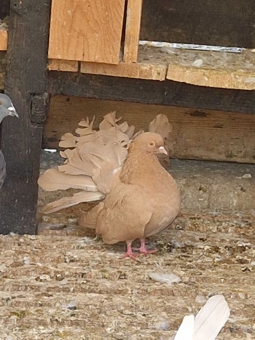 Porumbei înfoiați/voltati galbeni