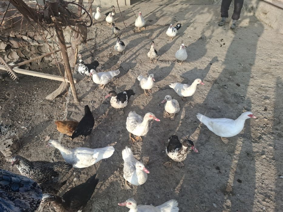 Тавук индуваткала сотилади хамаси соглом