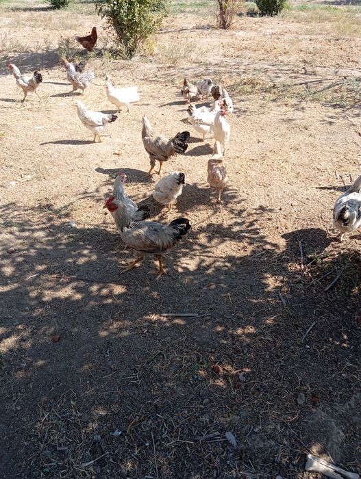 Адлер таук сатлады