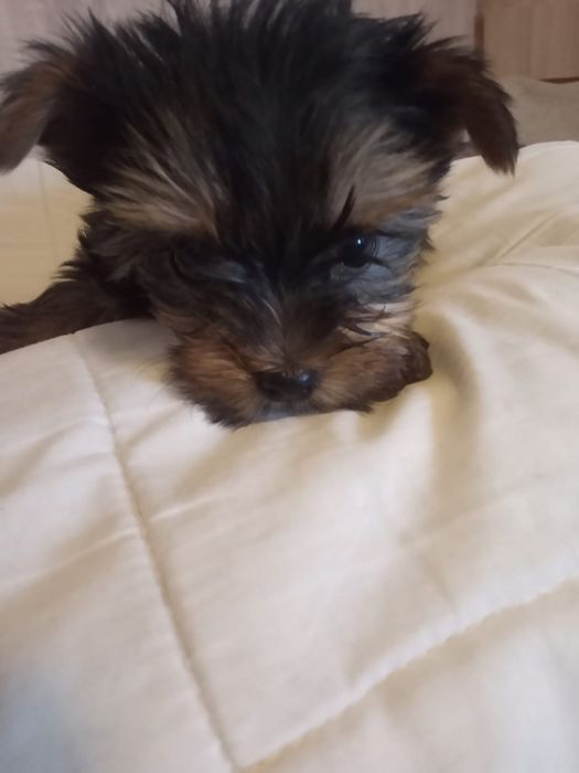Catelusa yorkshire terrier 2 luni