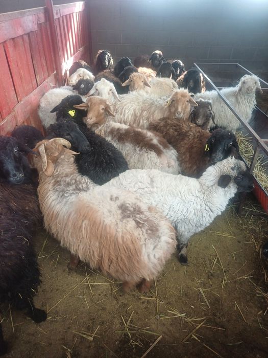 Токтылар сатылады