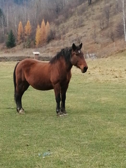 Vand iapa cu mânz si ponei
