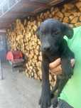 Pui de labrador de 3 luni