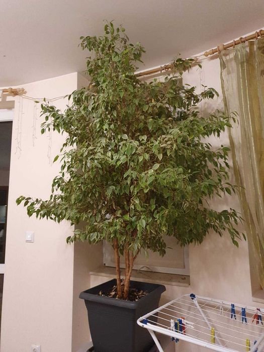 Голям фикус Бенджамин с пъстри листа