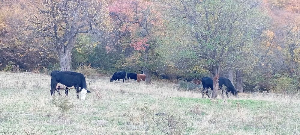 Свободни 15 бр. месодайни крави и юници