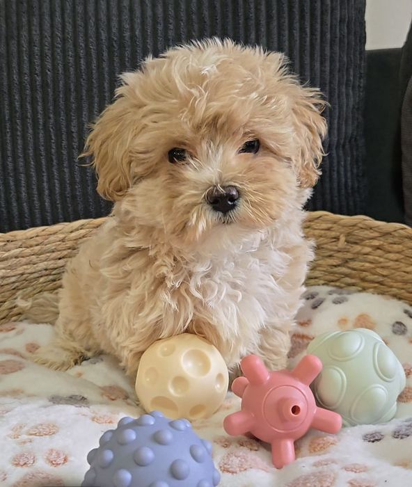 Пудел тийкъп /Малтипу Мaltipoo / Poodle toy