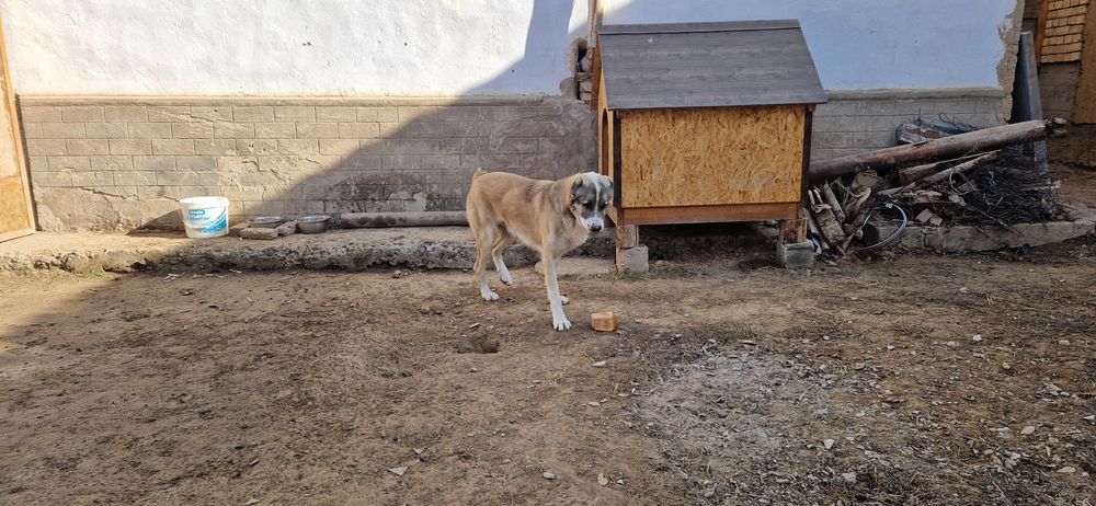 Продам Собаку месте с домиком