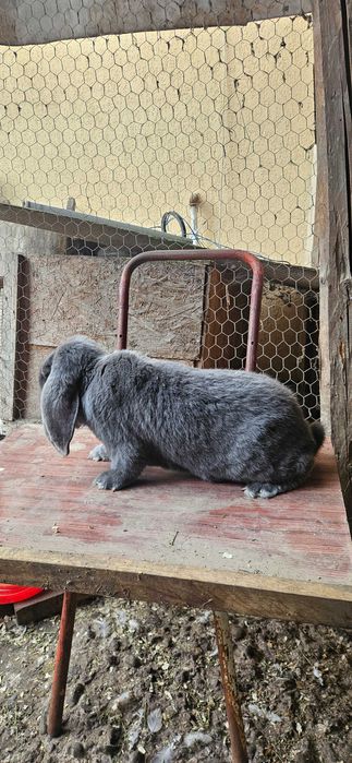 Mascul berbec german albastru