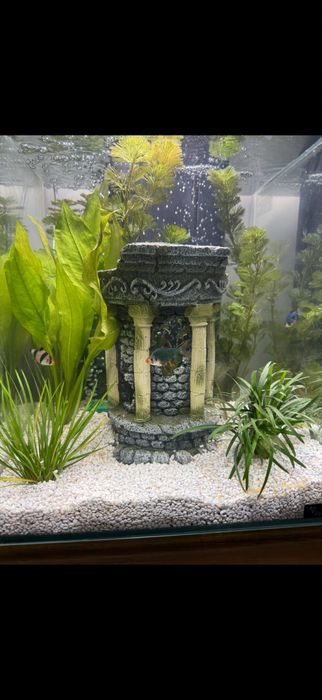 Acvariu complet echipat – gata de utilizare!