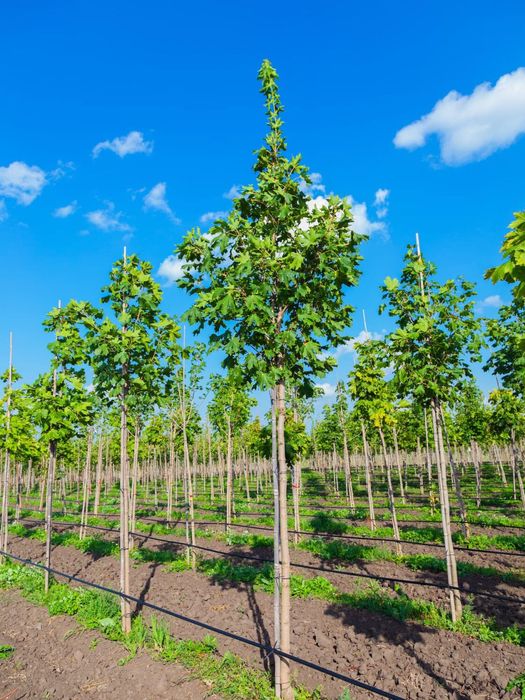 Лиственные деревья, питомник растений, большой выбор, саженцы