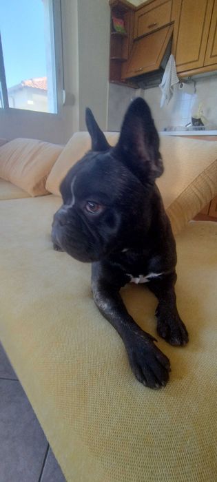 Френски булдог мъжки