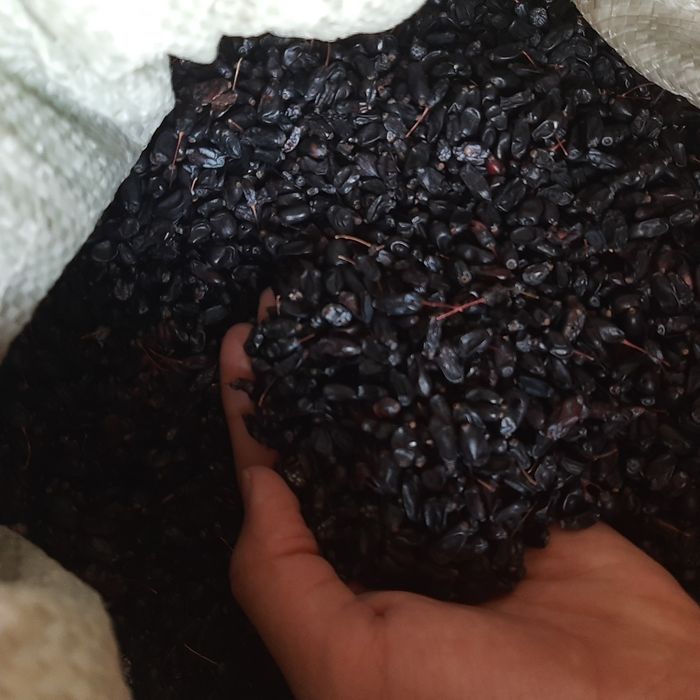 Барбарис чисто сушенный