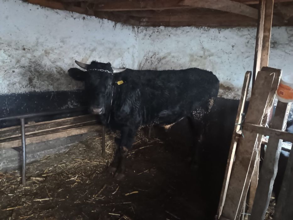 Vițel taur de vânzare