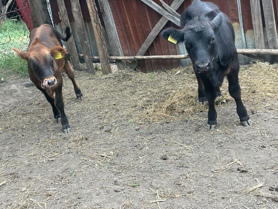 2 tăurașii și o juninca
