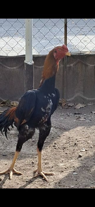 Жўжа хўроз сотилади нархи 250$