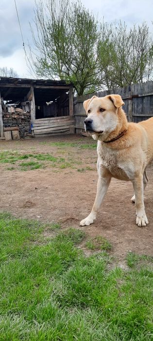 Donez câine ciobănesc Asia centrală