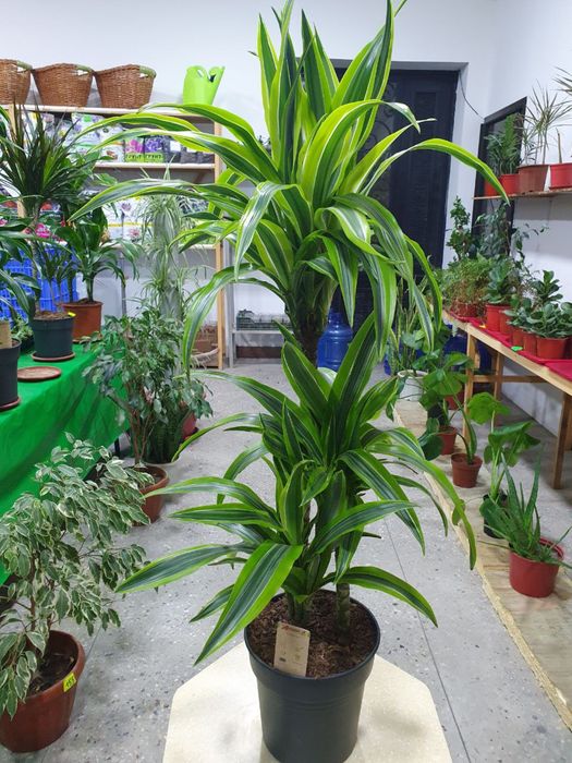 Drasena limon laym драцена лимон лайм