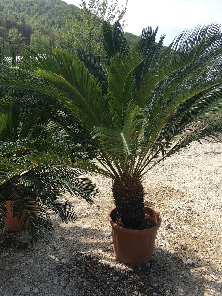 Palmier Cycas 1.20-1.50  rezistenti la in ingheț