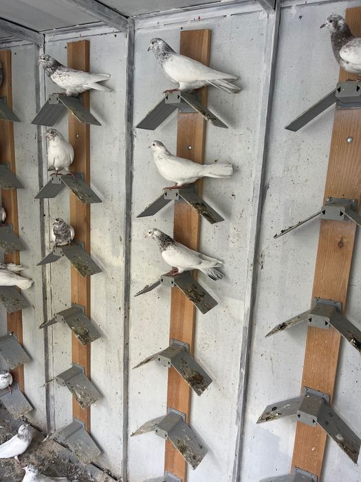 Пазарджишки високолетци