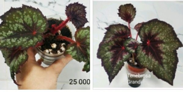 Молоденькие бегонии.