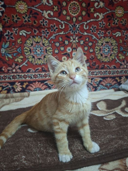 Продается котенок
