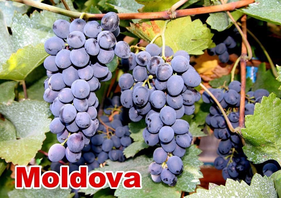 Butasi vita de vie Bz