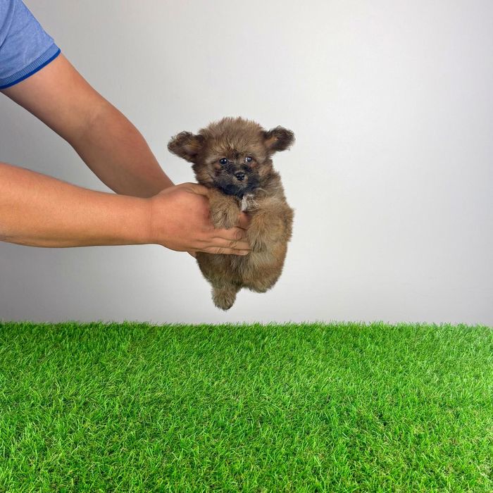 Pui Pomapoo de la părinții cu pedigree