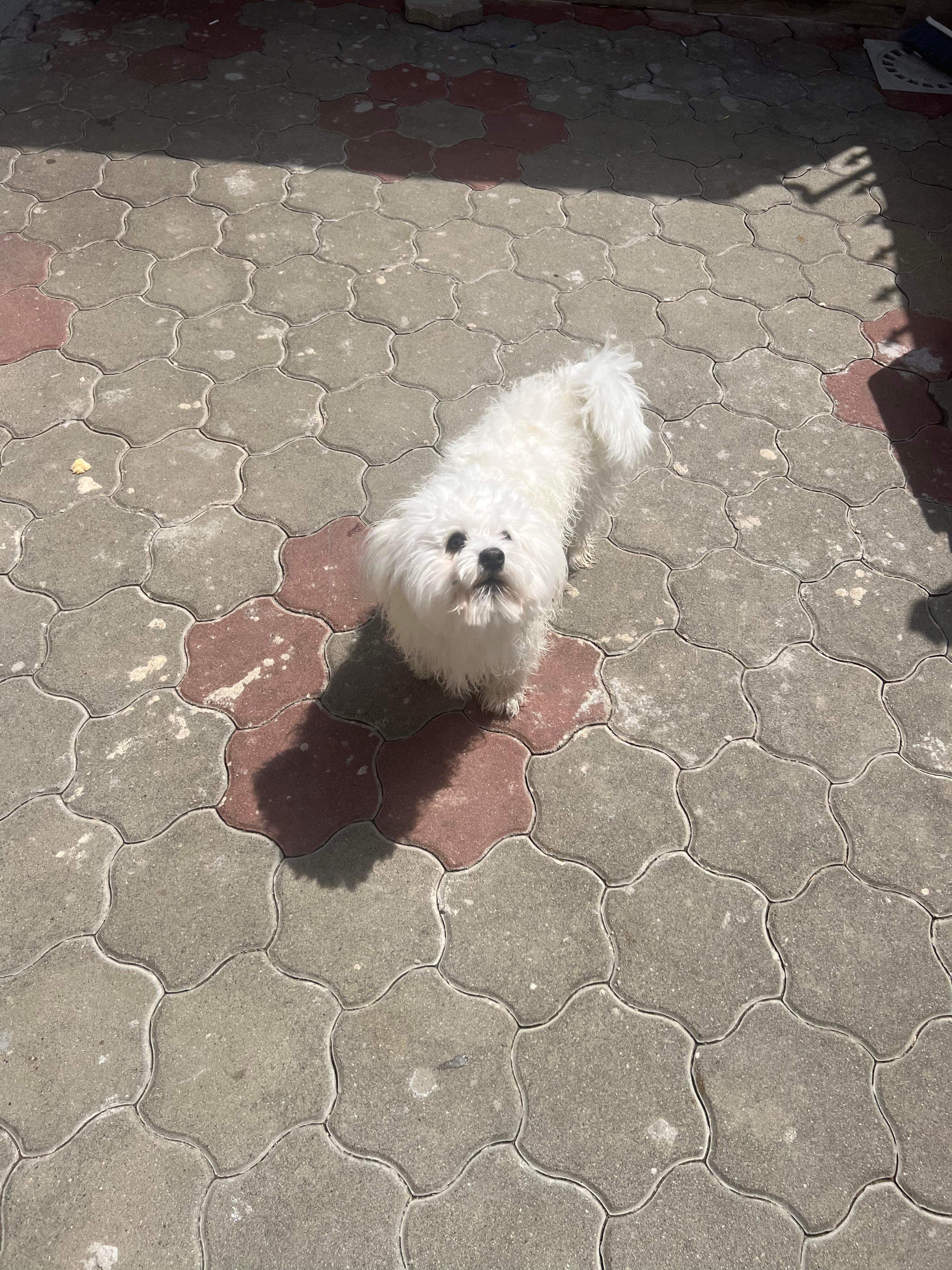 Vând câine bichon 11 luni are toate analizele are carnet  Vând urgent