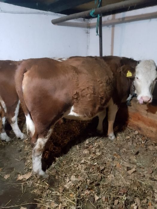 Vaci BR linie de carne