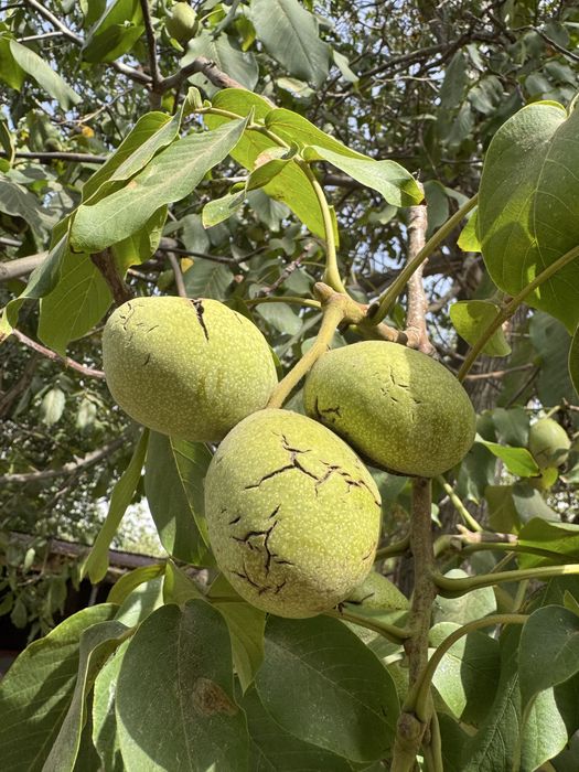 Жангак, орех, ірі, таза