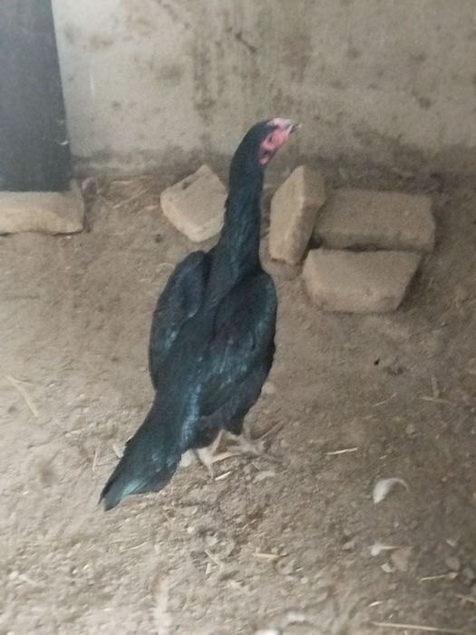 Kulangi jo'ja sotiladi