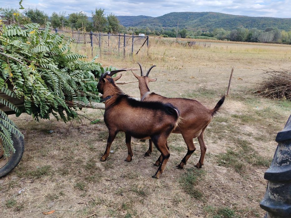 Vând țap alpin de anul acesta