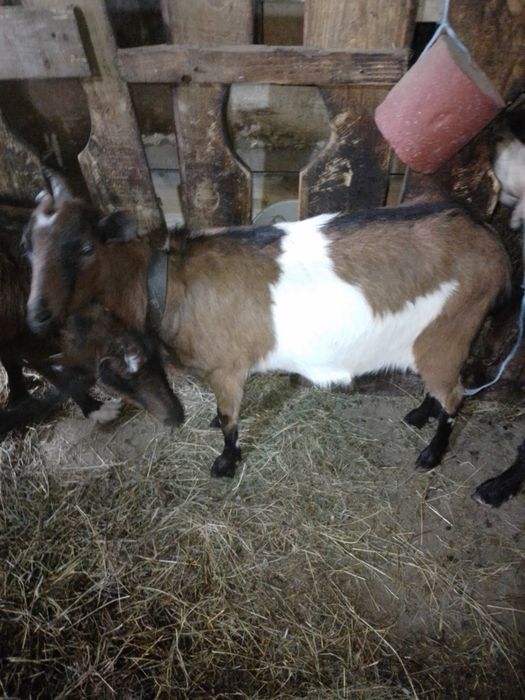 Iadă alpina franceza,gestanta