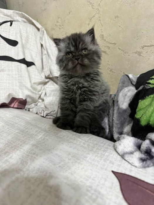 Puiut Persan isi cauta o noua casuta!!