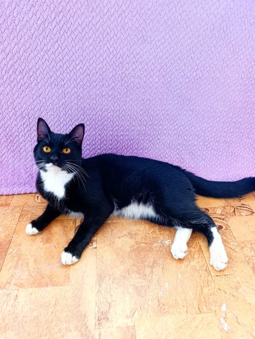 Кот котик в добрые руки