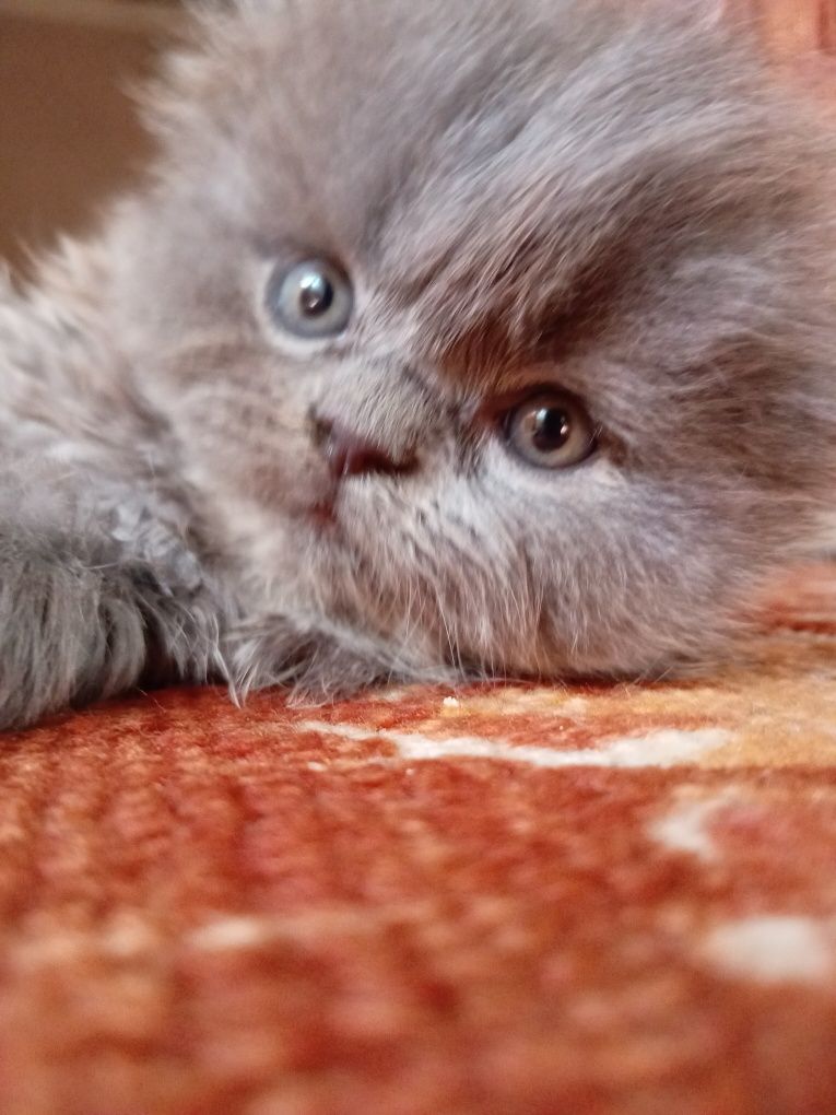 Котята Хайленд Фолд