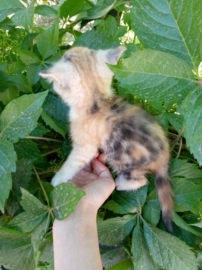 Скотишь фольд пародистые
