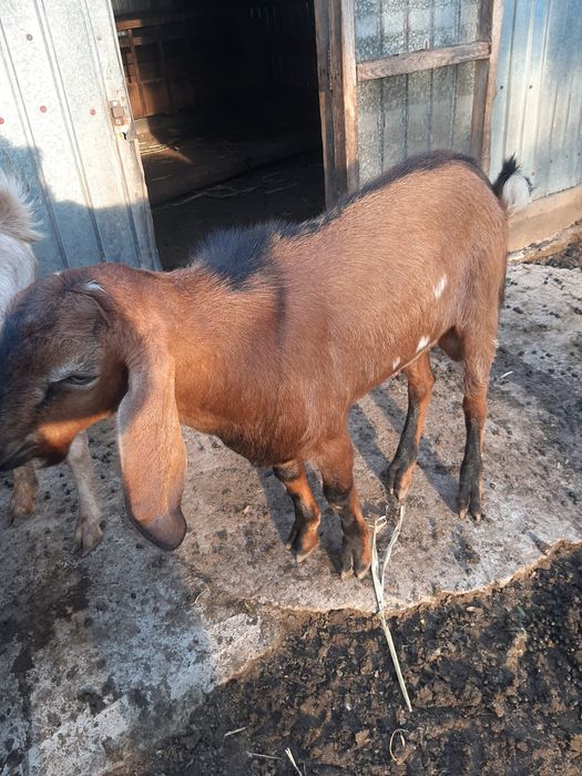 Vând țap sau la schimb