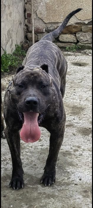 Кучета -Перо де преса канарио