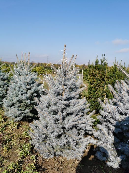 Tuia, brad, magnolia, mesteacăn, platan, tei, etc