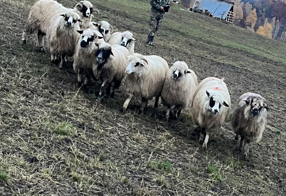 De vânzare 9 oii și un berbec
