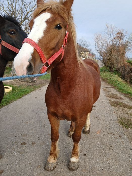 Avem o iapă de trei ani foarte bun la avem o iapă de trei ani și la sc